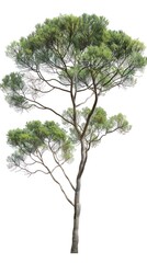 single mediterranean pine tree, white background