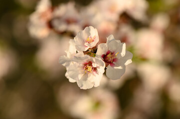 Close-up of the first pop of bloom almond trees as the season begins.