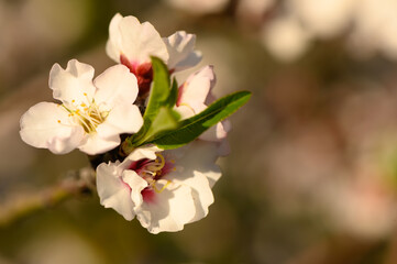 Close-up of the first pop of bloom almond trees as the season begins. 1