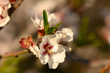 Almond blossom field in February.