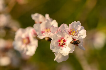 Obraz premium Blooming almond tree garden background