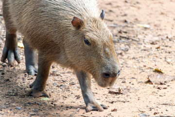 The capybara (Hydrochoerus hydrochaeris)