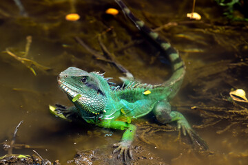 Green lizard  Chinese Water Dragon (Physignathus cocincinus) in tropical lagoon