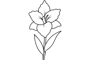 gladiolus flower vector illustration