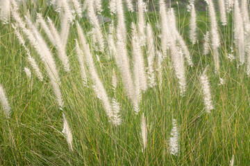 Fountain grass or pennisetum alopecuroides