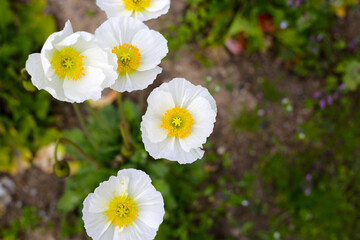 Beautiful poppy flower garden. The Expo 70 Commemorative Park, Osaka, Japan