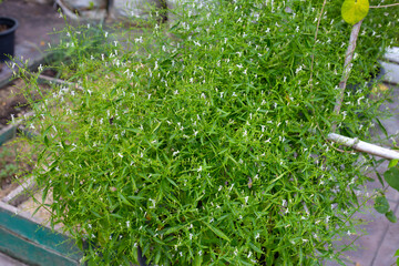 Andrographis paniculata plant in the garden
