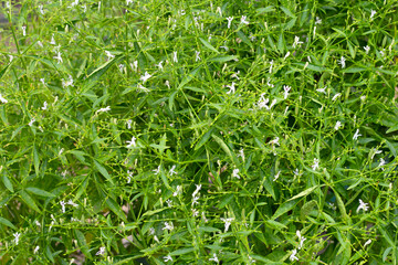 Andrographis paniculata plant in the garden