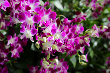 Beautiful purple orchid flowers. Flower background.