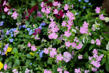 Beautiful pansy flowers in the garden