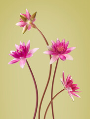 Pink lotus flowers with long stems on olive color background