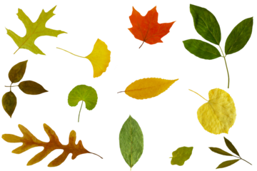 colorful nature fall or autumn leaves texture,nature,seasonal,art,craft,related concept background,cutout in transparent background,png format