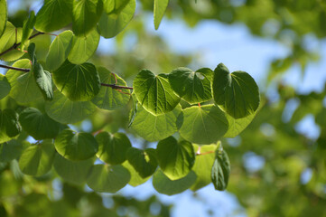 Young leaves in the sunshine / 逆光で撮る桂の木漏れ日・新緑若葉の季節