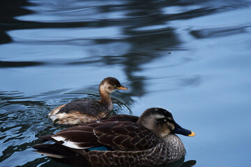 Obraz premium 冬の川のカイツブリとカルガモ