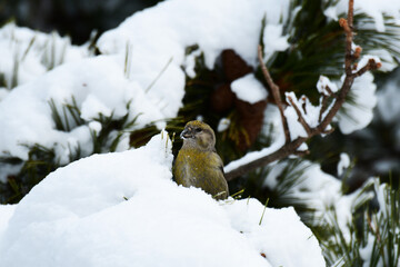 雪の上のイスカのメス