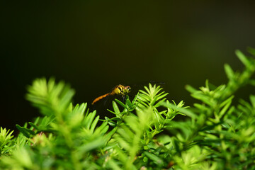オンコの新芽に止まるトンボ