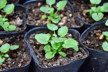 ビオラのポット上げ