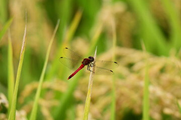 Fototapeta premium 稲の葉先に止まる赤とんぼ