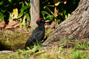 木の根元にクマゲラ