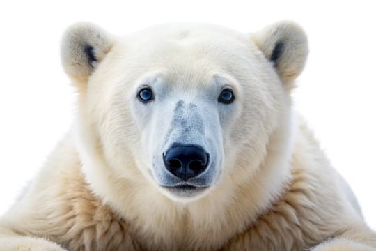 Polar Bear Showcase: Fur Texture, Icy Blue Eyes, Playful Pose