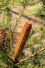 Emerging inflorescence of young Banksia ericifolia (Heath Banksia) – Australian native plant.