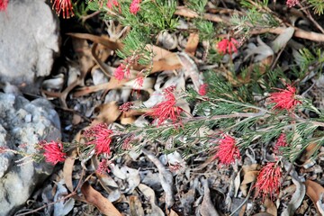 Spider net grevillea (Grevillea preissii) in flower. Australian native plant.