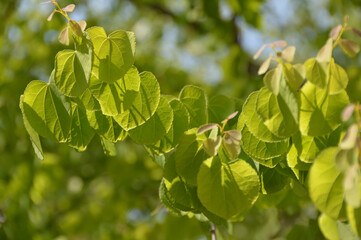 Young leaves in the sunshine / 逆光で撮る桂の木漏れ日・新緑若葉の季節