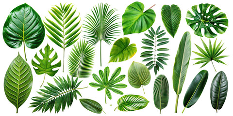 Vibrant Tropical Green Leaves Set on Transparent Background