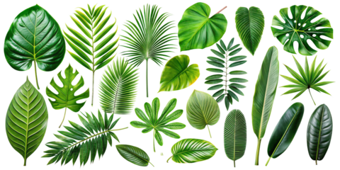 Vibrant Tropical Green Leaves Set on Transparent Background