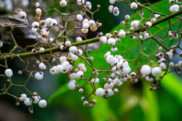 Callicarpa longifolia (Long Leaved Beauty Berry,  Karat Besi, Tampah Besi). Callicarpa longifolia...