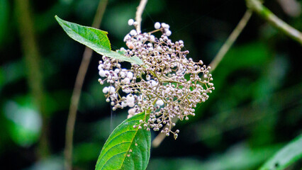 Callicarpa longifolia (Long Leaved Beauty Berry,  Karat Besi, Tampah Besi). Callicarpa longifolia is a species of beautyberry. The roots are used as an herbal medicine to treat diarrheas