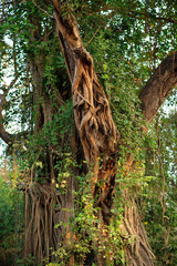 Banyan (Strangler Fig) Surrounding Another Tree with Its Roots