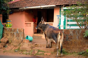 Cow on the House Steps Waiting for Food