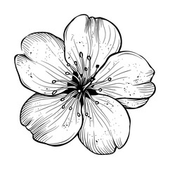 Fototapeta premium sakura flower engraving black and white outline