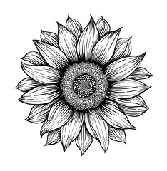 sunflower engraving black and white outline