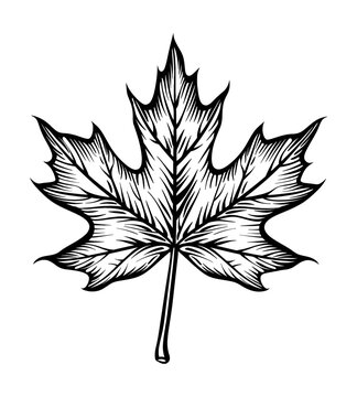 recommend clip art: maple leaf engraving black and white outline