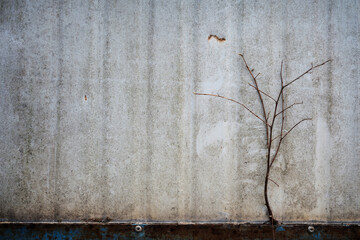 Copy space Background and wallpaper or texture of Old abandoned shipping container wall. There is a...