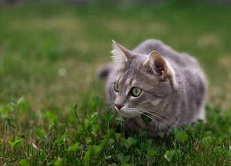 Grey domestic tabby cat hunting in grass. Curious cat looking sideways. Focused feline stares attentively with wide eyes. Copy space