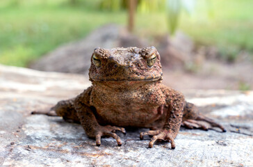Straight face Java Toad (Phrynoidis aspera) It is the largest type of toad in Thailand sitting on rocks.