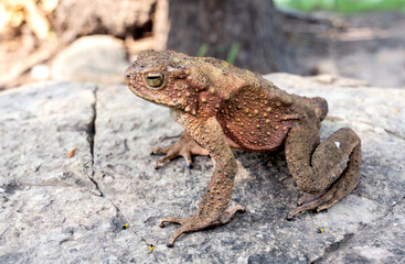 Java Toad (Phrynoidis aspera) It is the largest type of toad in Thailand sitting on rocks.