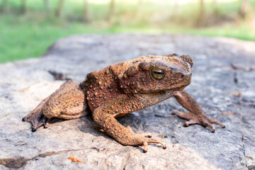 Java Toad (Phrynoidis aspera) It is the largest type of toad in Thailand sitting on rocks.