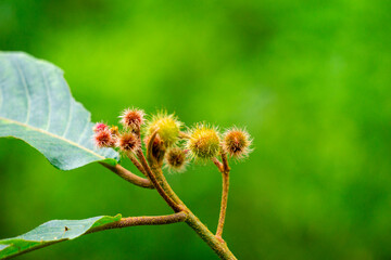 Commersonia bartramia (Andilau, durian tupai, Brown kurrajong, Scrub Christmas tree, Muntingia bartramia). This plant grows in rainforest, and along creeks and gullies near the edges of rainforest