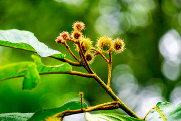 Commersonia bartramia (Andilau, durian tupai, Brown kurrajong, Scrub Christmas tree, Muntingia bartramia). This plant grows in rainforest, and along creeks and gullies near the edges of rainforest