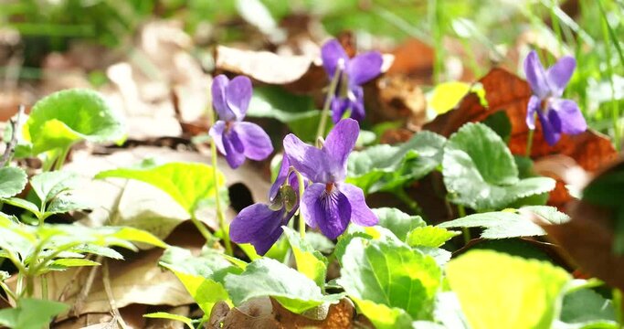 Wood Violet flowers and birds songs 