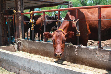 Vaca roja comiendo pasto seco en un corral o granja 