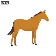 vector illustration of adult horse animal isolated on white background