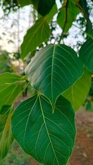 Bodhi leaf