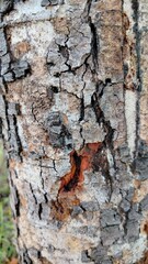 bark of a tree