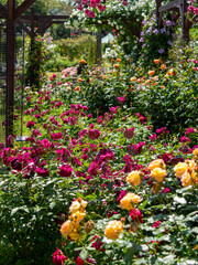 鮮やかな薔薇の花が咲く植物園