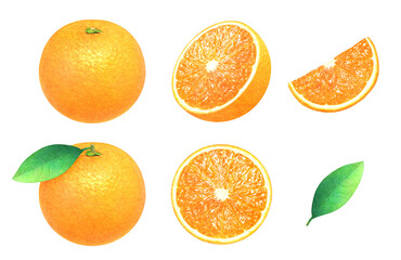 Illustration of whole oranges, a halved orange, sliced oranges, and leaves. Fresh fruit on white background. Watercolor.